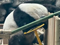 -大青山野生动物园