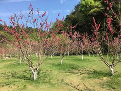 -常德桃花源景区