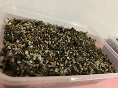 -中环花鸟鱼虫市场