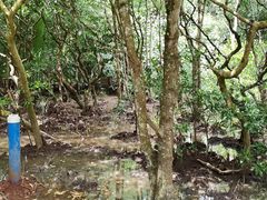 -东寨港红树林旅游区