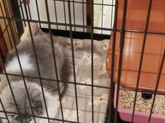 -1013 PET SHOP精品宠物商店(丁香店)