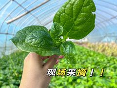 -小乡小镇·传承桐庐土菜·老板亲自烧的菜
