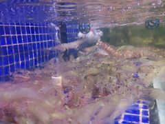 -青蓬蒸汽海鲜·深圳老字号·团建聚会(壹方城店)