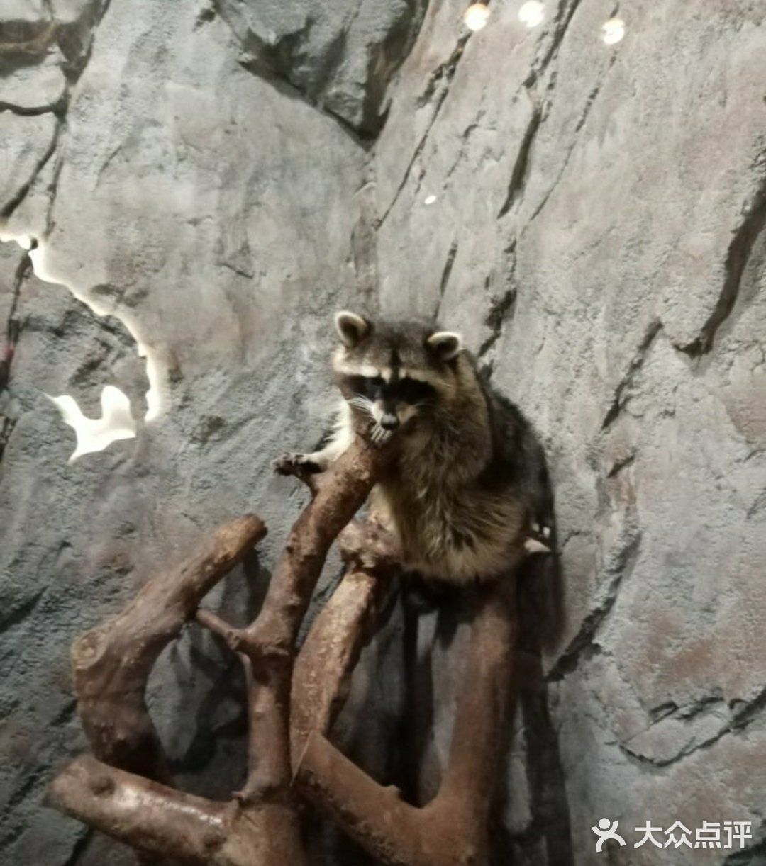 魔都遛娃圣地[胜利]小小动物元