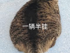 -伟伟宠物医院·瑞派猫友好医院·猫科(光谷店)