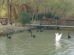 -溱湖国家湿地公园