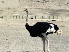 -新疆天山野生动物园