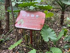 -华侨城湿地公园