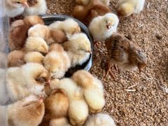 -怪兽屋·羊驼·猫咖·狗咖(俊华广场店)