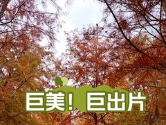 -上海海湾国家森林公园