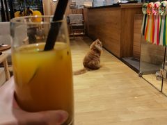 -藏猫猫咖啡主题馆(中央大道店)