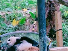 -广州长隆野生动物世界