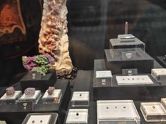 -烟台自然博物馆