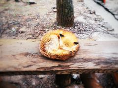 -宫城藏王狐狸村