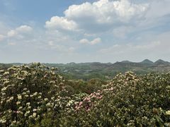 -贵州百里杜鹃风景名胜区