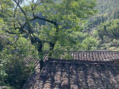 -杨家堂村