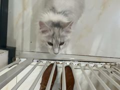 -小猫来了猫舍(福田店)