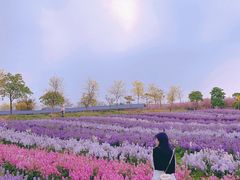 -天适樱花悠乐园