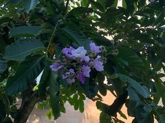 -三亚珠江南田温泉度假区