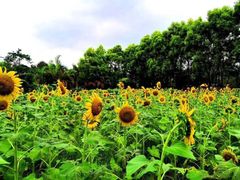 -广东花都香草世界旅游度假区