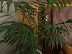 -宋柏树北京果木烤鸭(安东卫店)