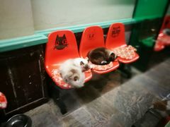 -猫咪博物馆(顶澳仔猫街店)