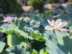 -莲池书院博物馆