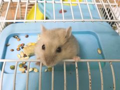 -钓仓鼠(洋桥北里小区店)