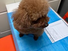 -伟伟宠物医院·CT影像中心·瑞派犬猫综合性门诊(汉口总院)