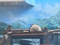 -武汉动物园