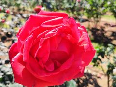 -人民公园(罗湖区)