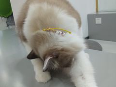 -糯米喵星人·撸猫猫舍咖啡馆(西市场嘉华店)