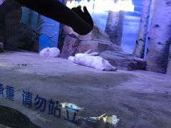 -芜湖新华联大白鲸海洋公园