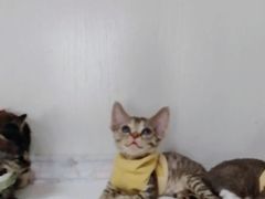 -Bastet sally猫舍购宠(静安店)