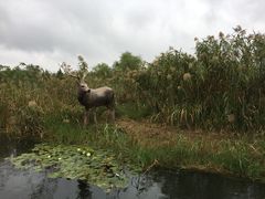 -溱湖国家湿地公园