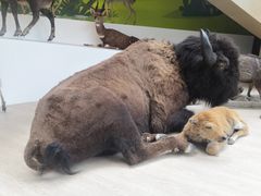 -陕西自然博物馆