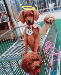 -萌宠亲子动物乐园(槐房万达店)