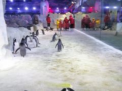 -芜湖新华联大白鲸海洋公园