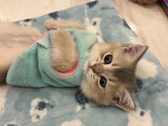 -袖虎·猫馆(体育西路店)