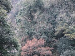 -龙湾潭国家森林公园