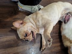 -柯斗斗主题餐厅·狗咖·围炉煮茶·茶饮(国瑞升平里店)