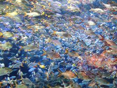 -成都浩海立方海洋公园