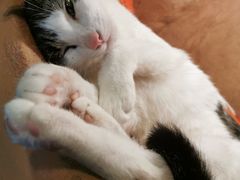 -猫猫幼稚园·撸猫·桌游·电玩