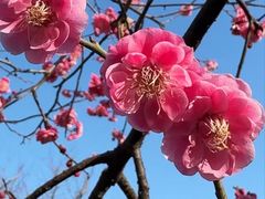 -香雪海