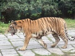 -深圳野生动物园