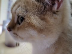 -猫和宫(六道口店)