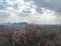 -贵州百里杜鹃风景名胜区