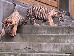 -西霞口神雕山野生动物世界