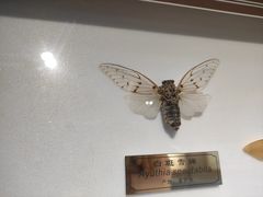 -上海昆虫博物馆