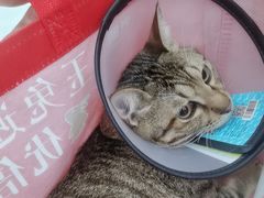 -安安宠医宠物医院·异宠·犬猫内科(岳阳分院)